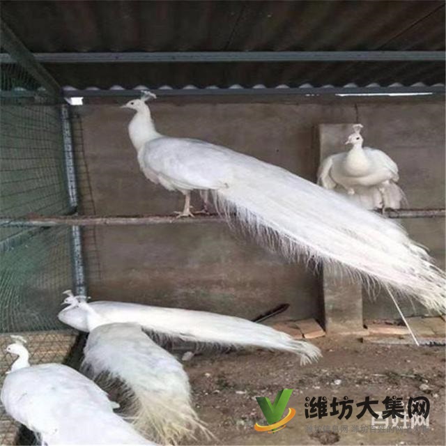 濰坊奎文孔雀養(yǎng)殖場出售成年藍(lán)孔雀價格