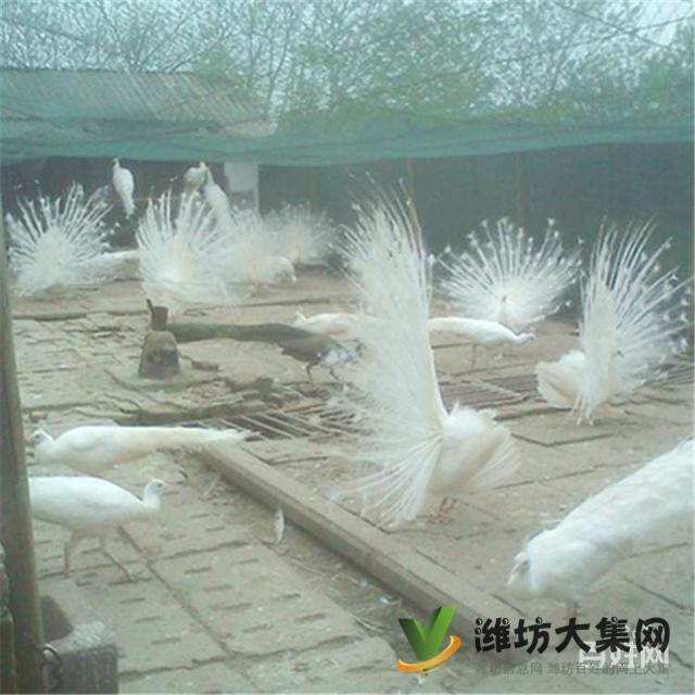 濰坊奎文孔雀養(yǎng)殖場出售成年藍(lán)孔雀價格