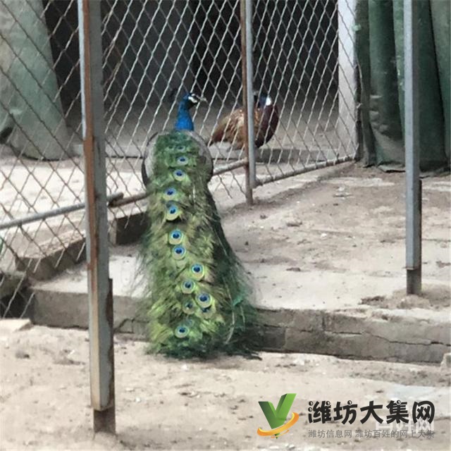濰坊奎文孔雀養(yǎng)殖場出售成年藍(lán)孔雀價格