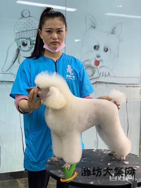 諸城專業(yè)寵物美容學(xué)校? 一諾寵物美容培訓(xùn)