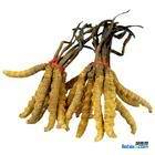 濰坊回收冬蟲夏草 收購?fù)侍枚x夏草